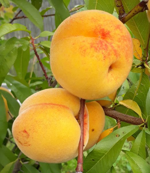 Prunus persica 'Romea'